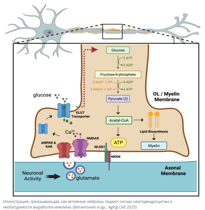 Сокращения калорий на 30 % может быть достаточно, чтобы защитить мозг от старения