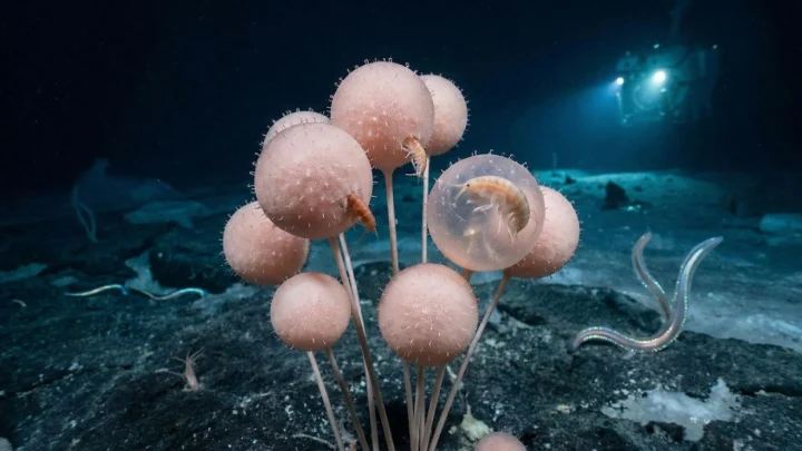 Морская плотоядная губка, переваривающая заживо добычу, получила неформальное название «шар смерти»