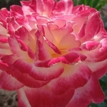 Ирина, г. Самара