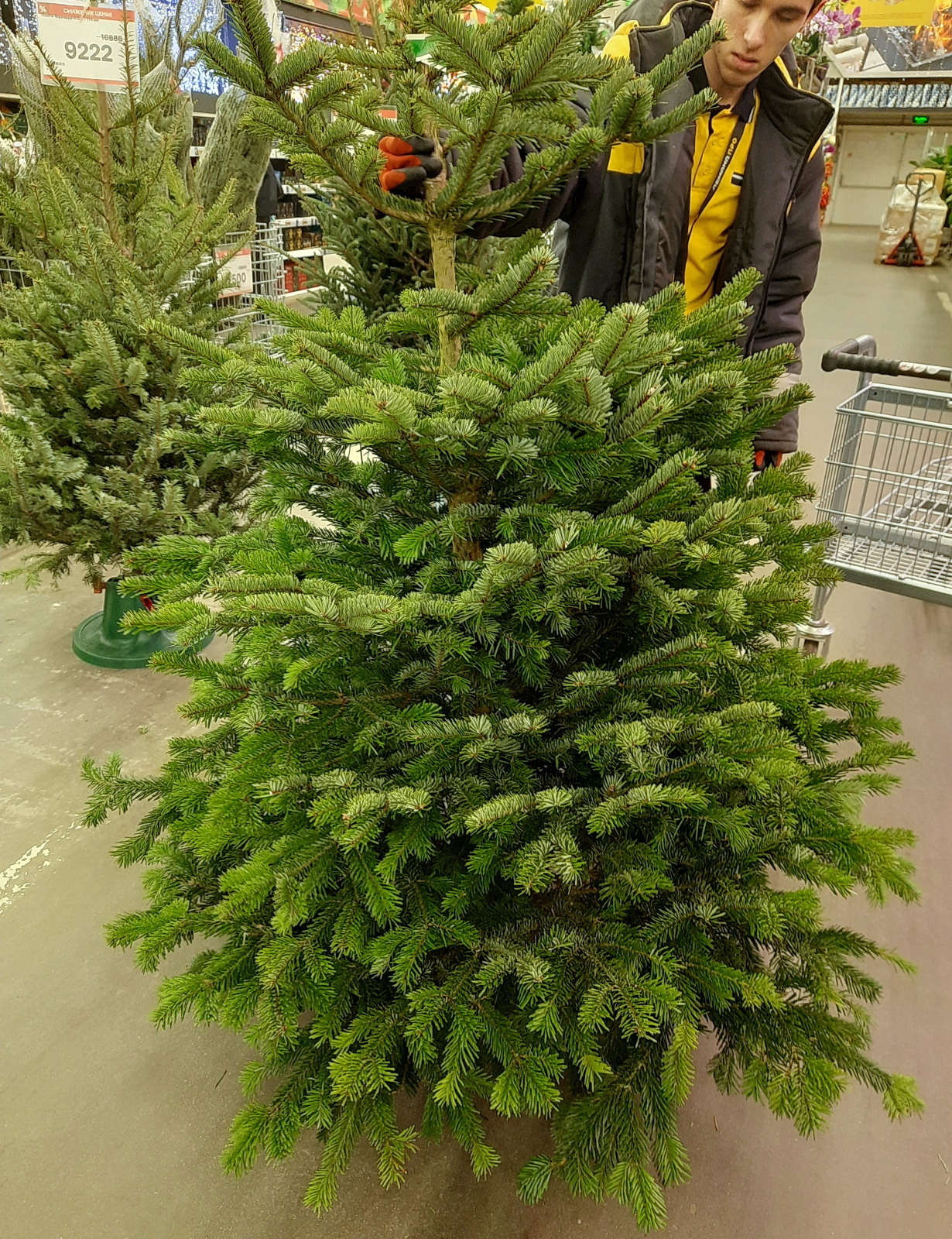 Хождение по ёлкам