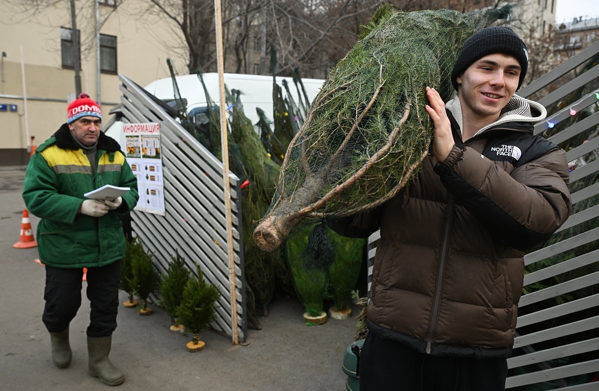 Елочные клещи напугали россиян. Что скрывается в новогодних деревьях?