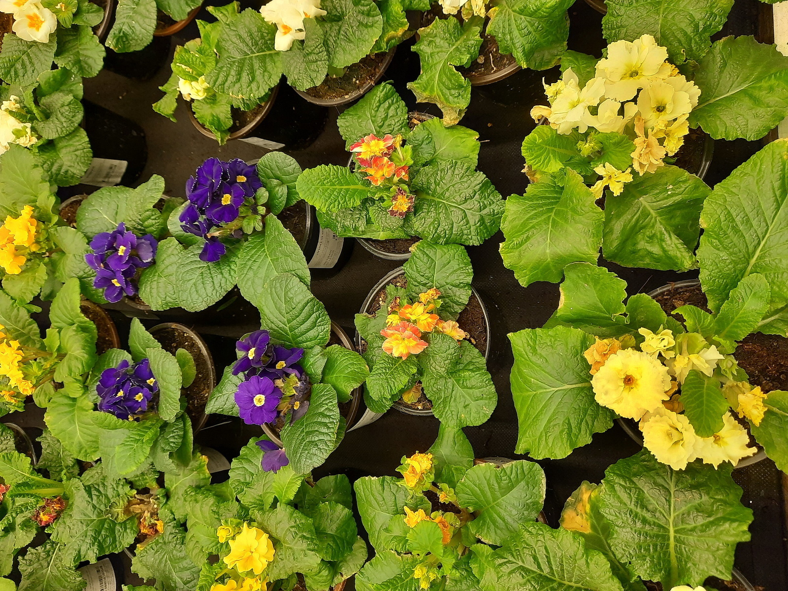 Хождение по ёлкам-3. В гипермаркете