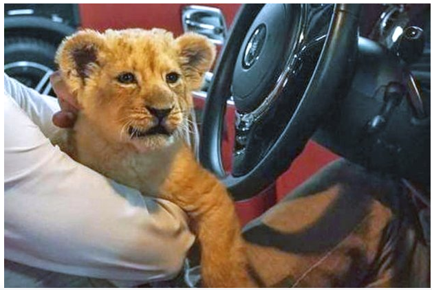 Миллионер и блогер из Москва-Сити купил львёнка. Прокуратура начала проверку