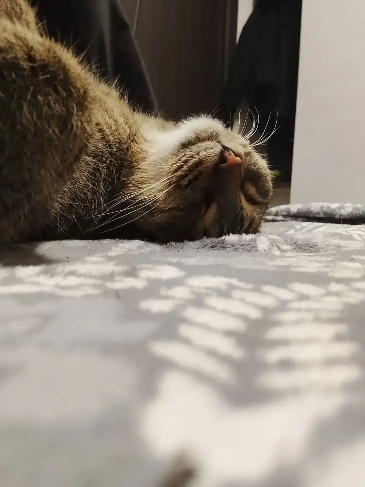 Причины предпочтения кошек позы сна на спине