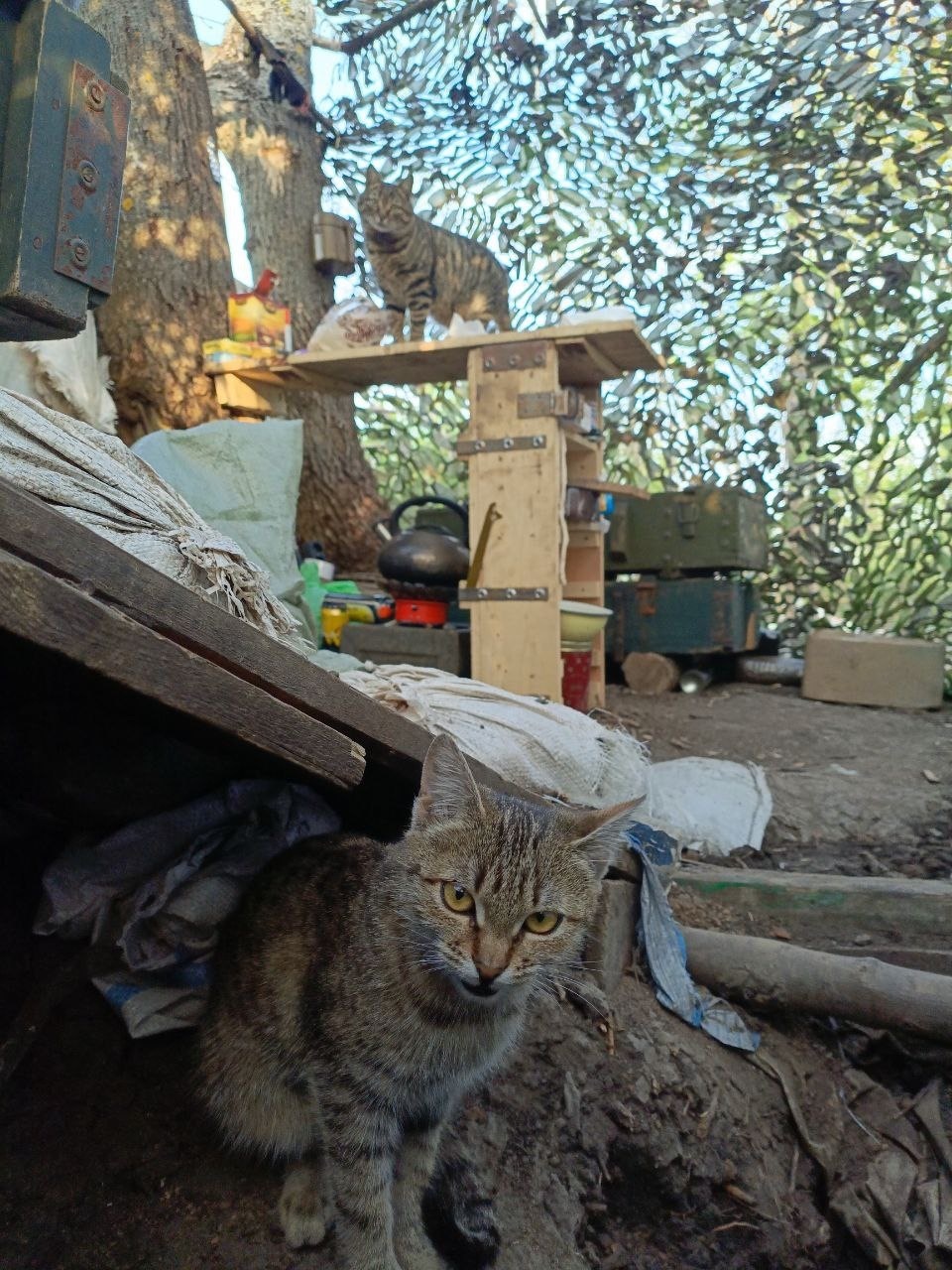 Животные на СВО (фото-рассказ)