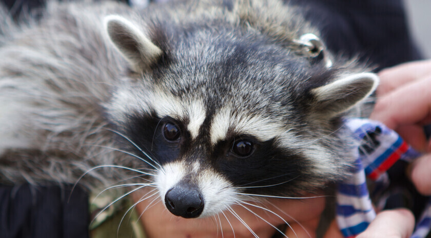 Животные на СВО (фото-рассказ)