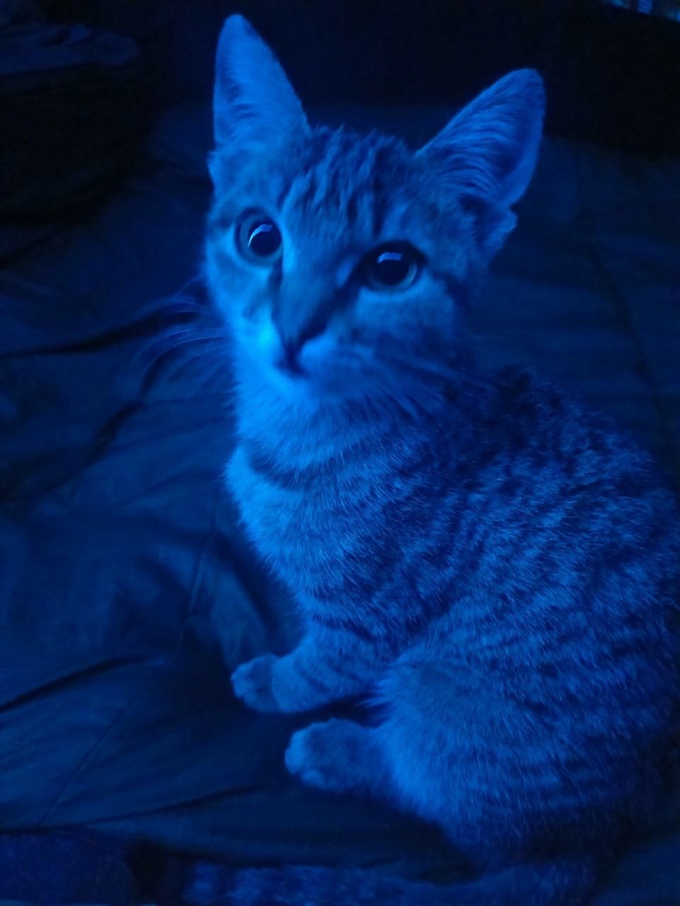 Животные на СВО (фото-рассказ)