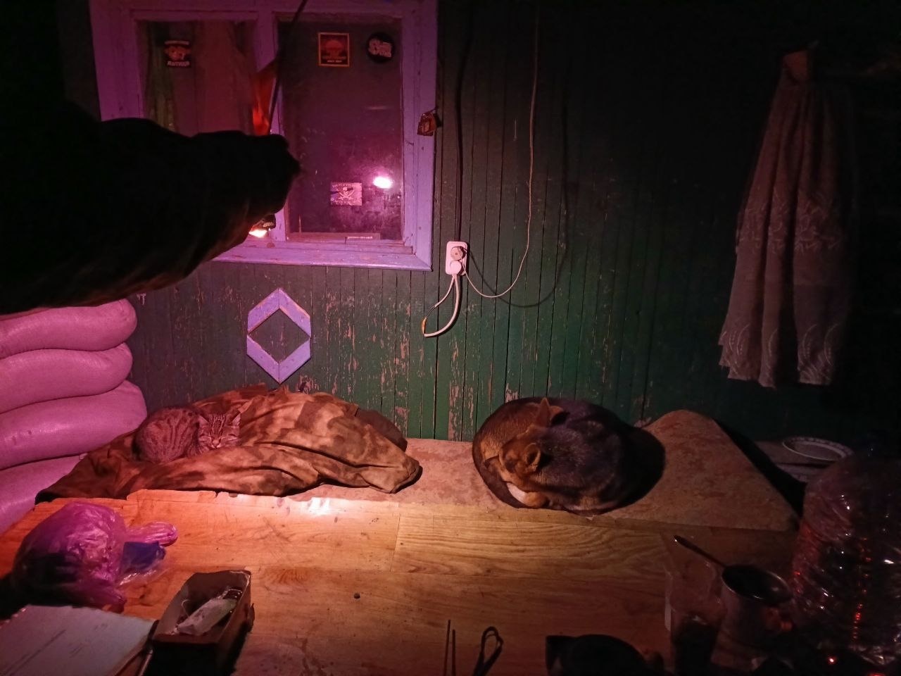 Животные на СВО (фото-рассказ)