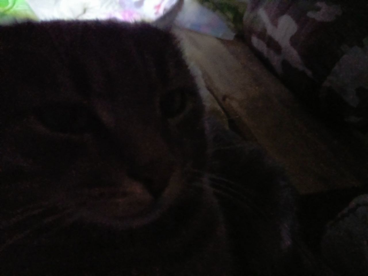 Животные на СВО (фото-рассказ)