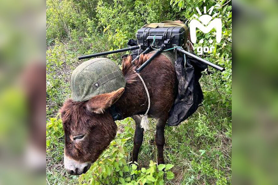 Животные на СВО (фото-рассказ)