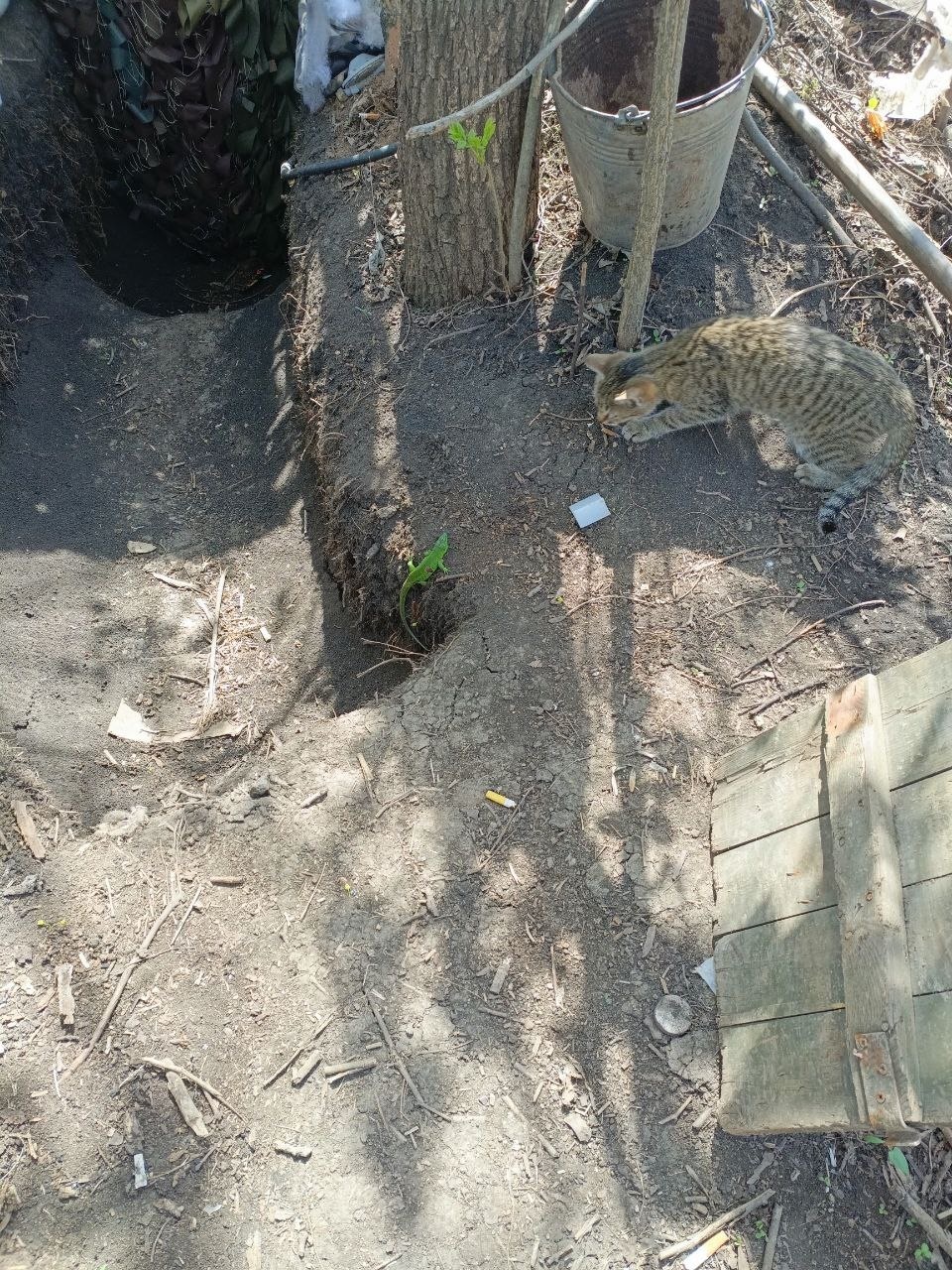 Животные на СВО (фото-рассказ)