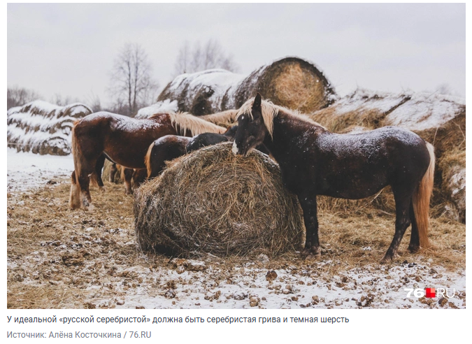Сказочные кони — русская диковинка с серебристыми гривами