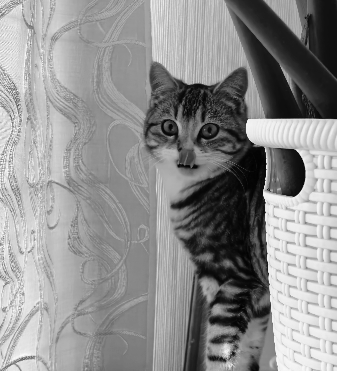 Кто и как регулирует отношения между Вами и ветеринарной клиникой, и можно ли получить бесплатную помощь для домашнего животного?