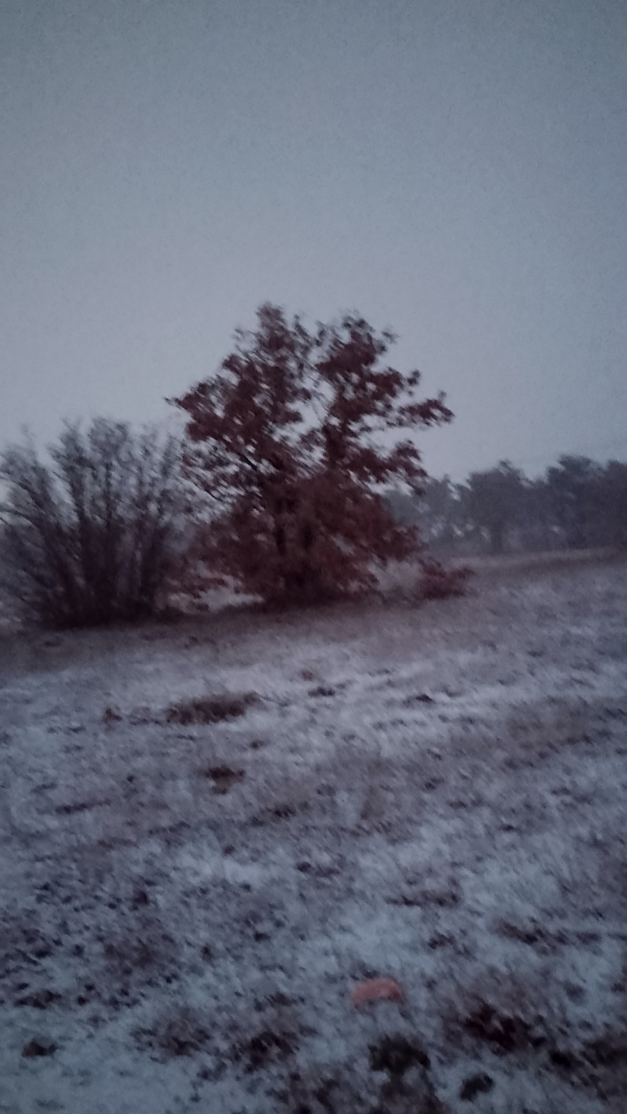 Родившимся в Сочельник...