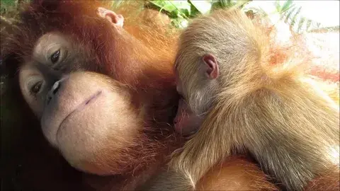 Встречайте: Тапанульский орангутан!