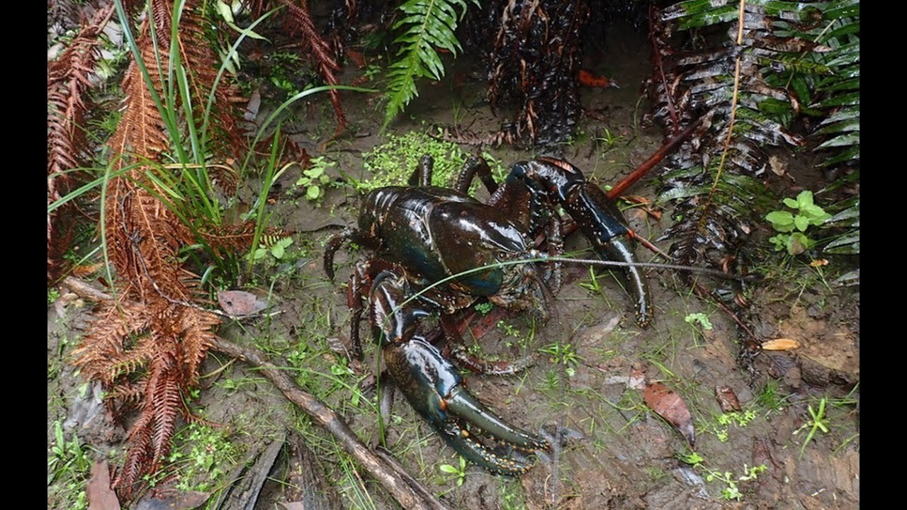 Тасманийский Рак: Гигант Подводного Мира
