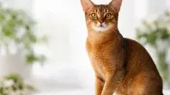 Абиссинская кошка из России признана самой красивой в мире.