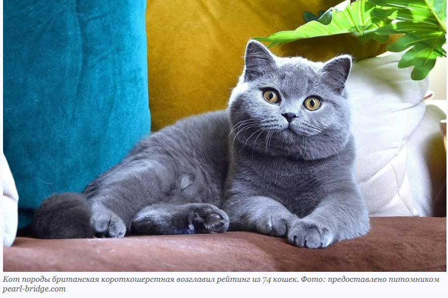 Короткошерстный британец из Новосибирска — в предварительном топе самый красивый кот в мире