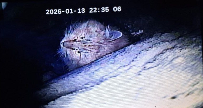 В Санкт-Петербурге две недели продолжается операция по спасению кота, застрявшего в дымоходе