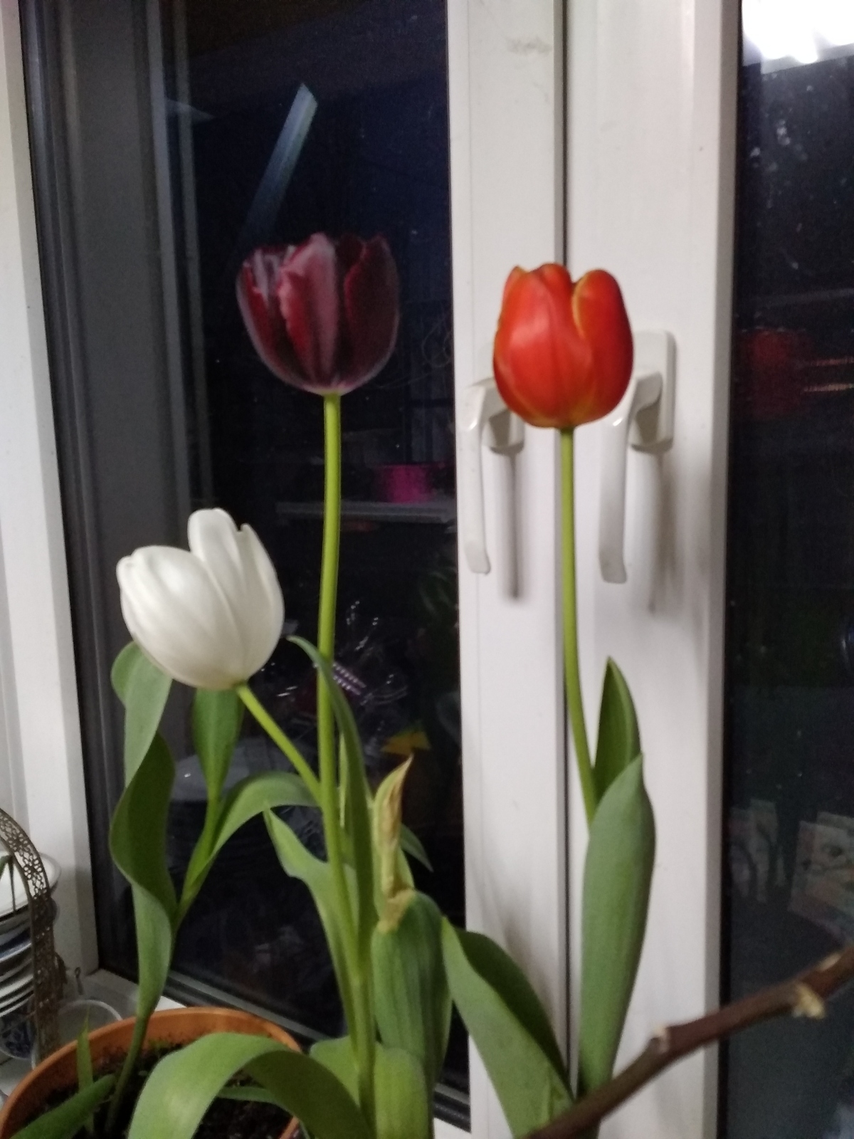 О тюльпанах, цветах, СССР, России, демографии и всём остальном. / Часть 1. «Меняю шубку на розы».