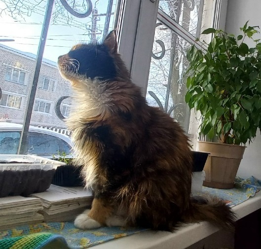 Загрустила кошка сидя у окна..