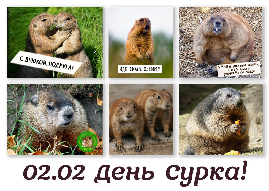 День Сурка! Ха-ха-ха!!!