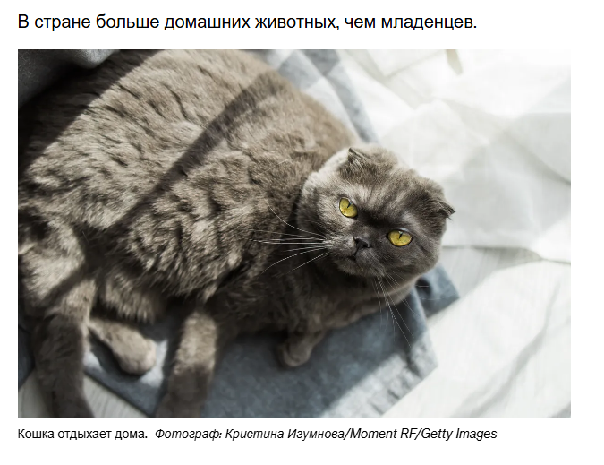 Избалованные китайские кошки подтолкнули к подаче заявки на регистрацию препарата для похудения