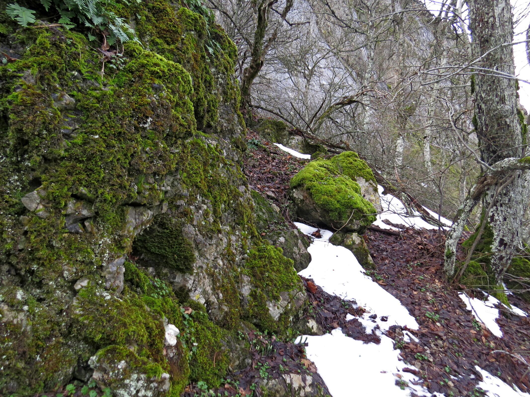 За подснежниками на Измаил-Кая. Лесное. Судак. 7 февраля.