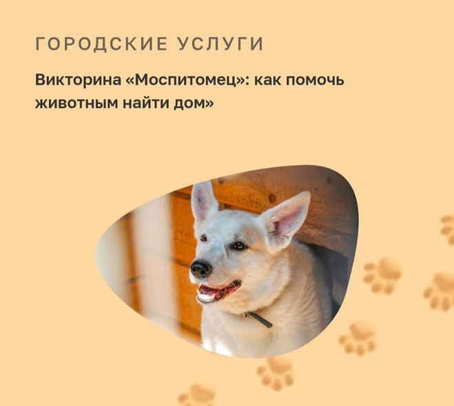 Активный гражданин. Ответы. Викторина «Моспитомец»: как помочь животным найти дом. Как получать баллы в приложении "Активный гражданин" в 2026 году