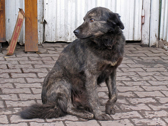 "Собачий террор" — ложь или бизнес на страхе? 🐕