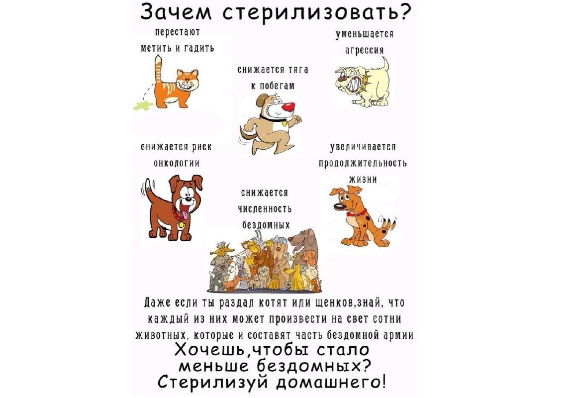Каша в голове у глубоко религиозных: собака и кошка рожает каждый год, потому что "грех стерилизовать" 🙏🐕