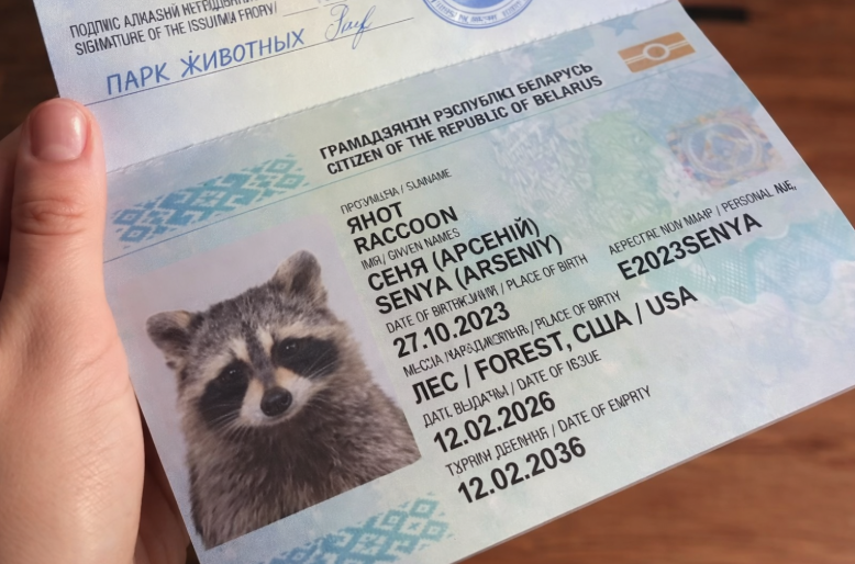 Как необычный путешественник енот Сеня, из американских лесов стал Белорусом.