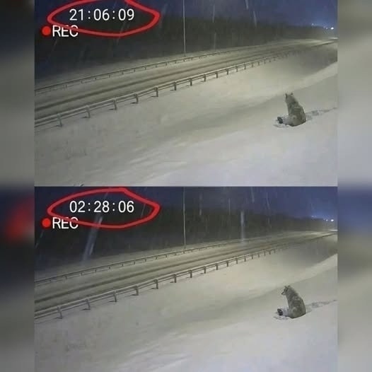 Щенок