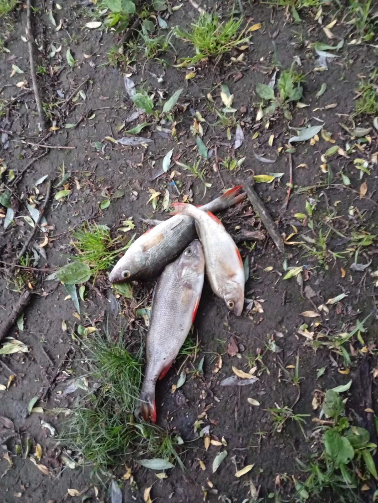🎣 Топ-5 ненужных вещей на рыбалке: что только занимает место в рюкзаке.