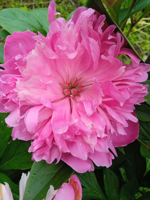 С международным женским днем 8 марта !