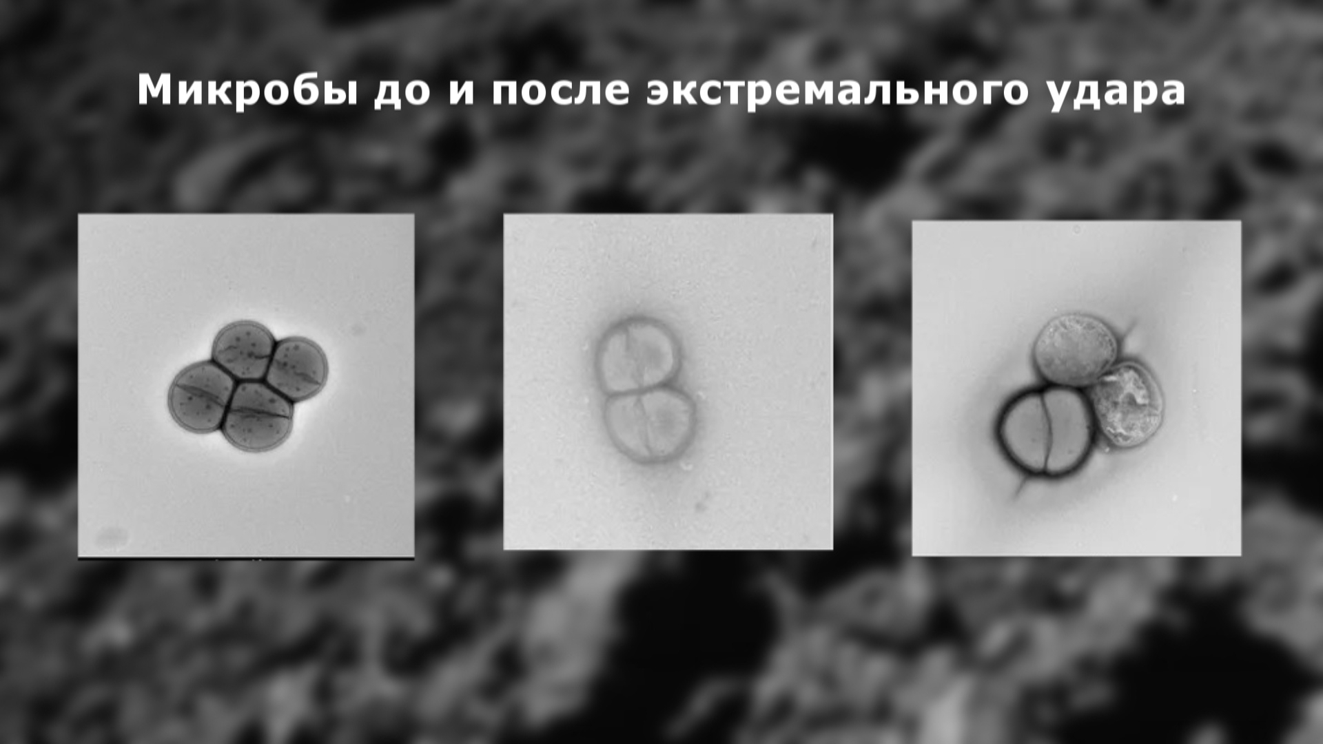 Действительно ли земная жизнь зародилась на Марсе?