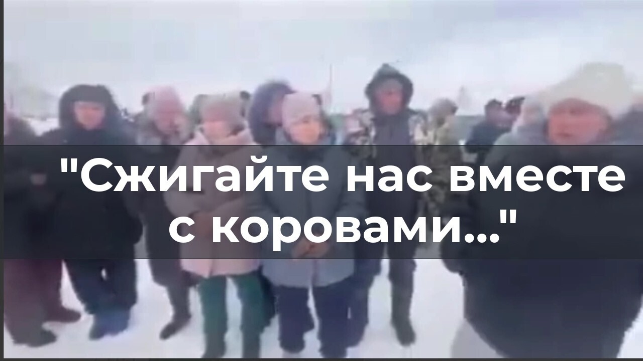 «Сжигайте нас вместе с коровами»: скандал с массовым убоем скота в России