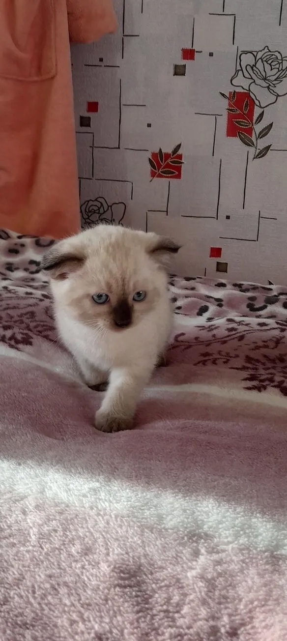 Может ли кошка включить бытовую технику и вызвать пожар? Реальные случаи