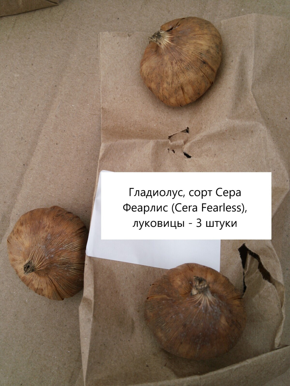 Посажу-ка я гладиолусы несколько разных сортов, которые я заказал на маркетплейсе. Всего кажется 17 луковиц будет.