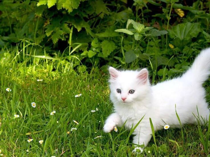 Белый котёнок