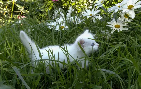 Белый котёнок