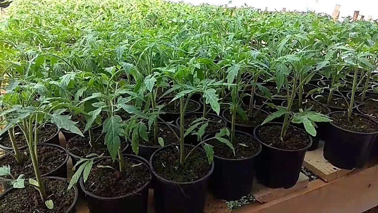 Чем подкормить рассаду помидоров в мае: полный гид для крепких кустов и богатого урожая