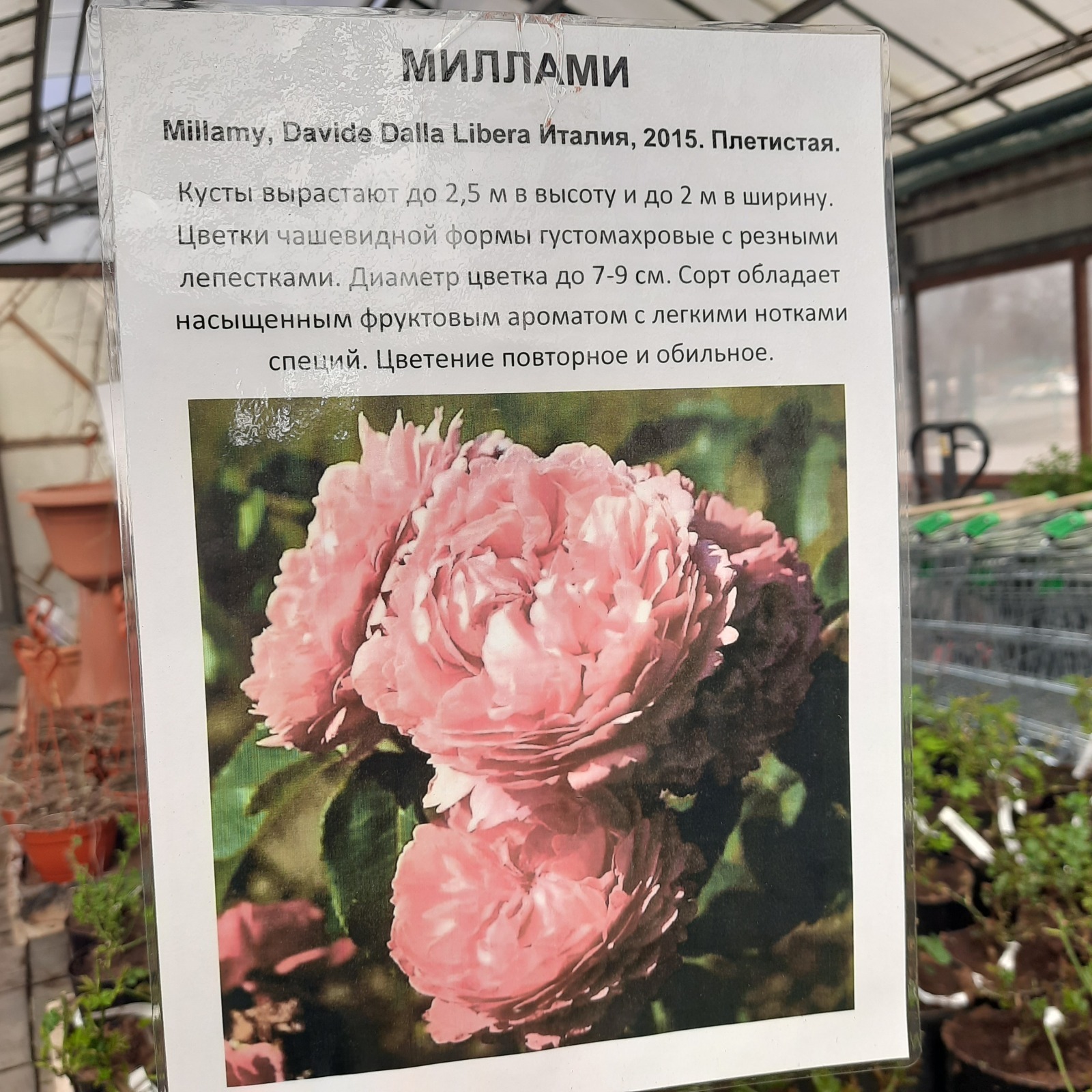 Саженцы роз итальянской селекции в садовом центре