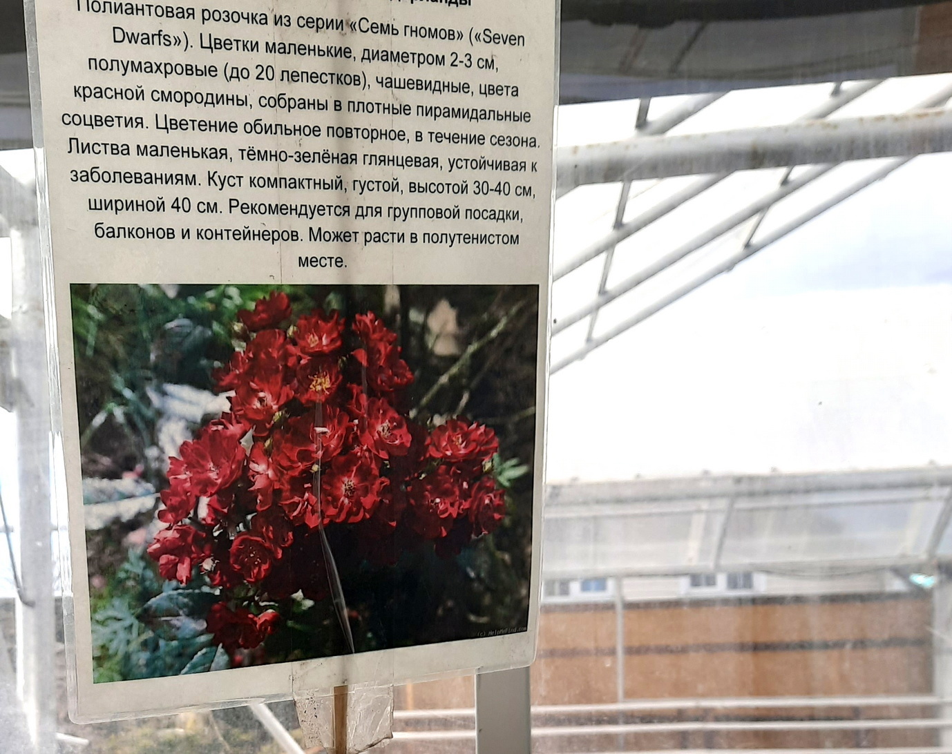 Саженцы роз нидерландской и бельгийской селекции в садовом центре в Подмосковье