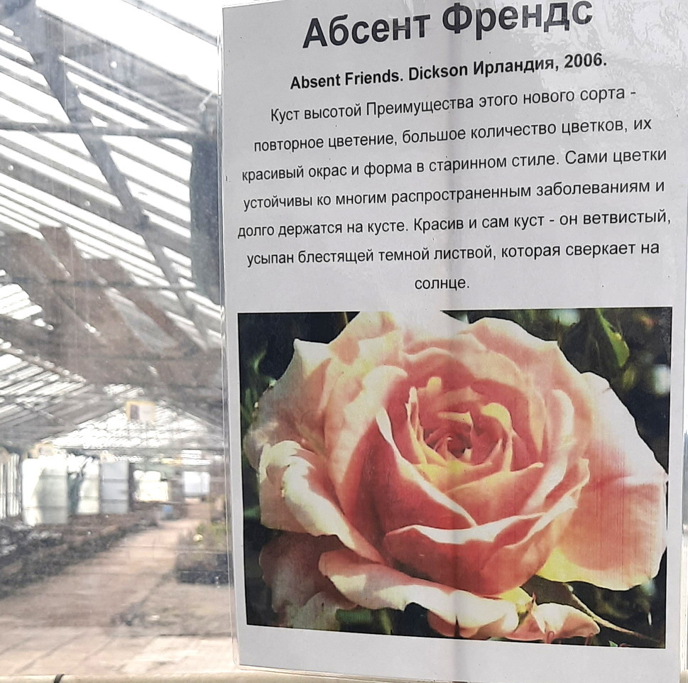 Саженцы роз в садовом центре
