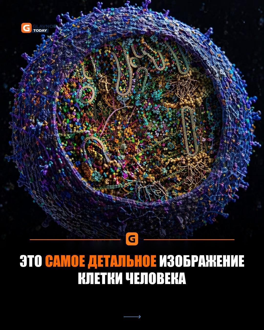 Человеческая клетка в деталях: когда невидимое становится видимым