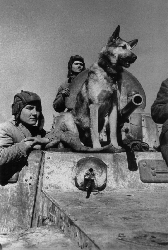 Джульбарс - пес, которого на Параде Победы 24 июня 1945 года несли на руках
