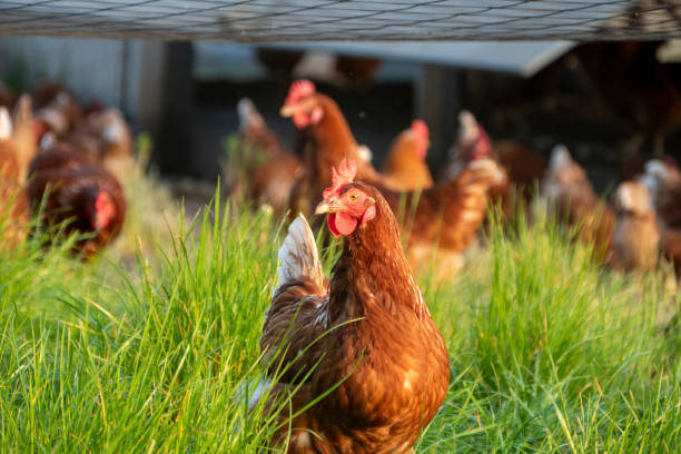 Яйца по цене икры: продуктовый цирк продолжает представление