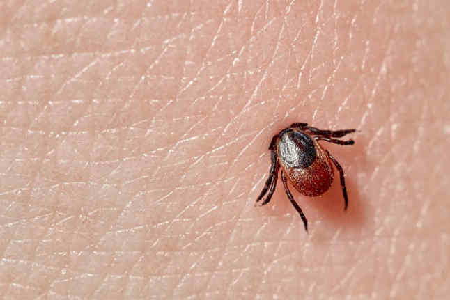 Клещи уже атакуют: что нельзя делать после укуса и как защититься