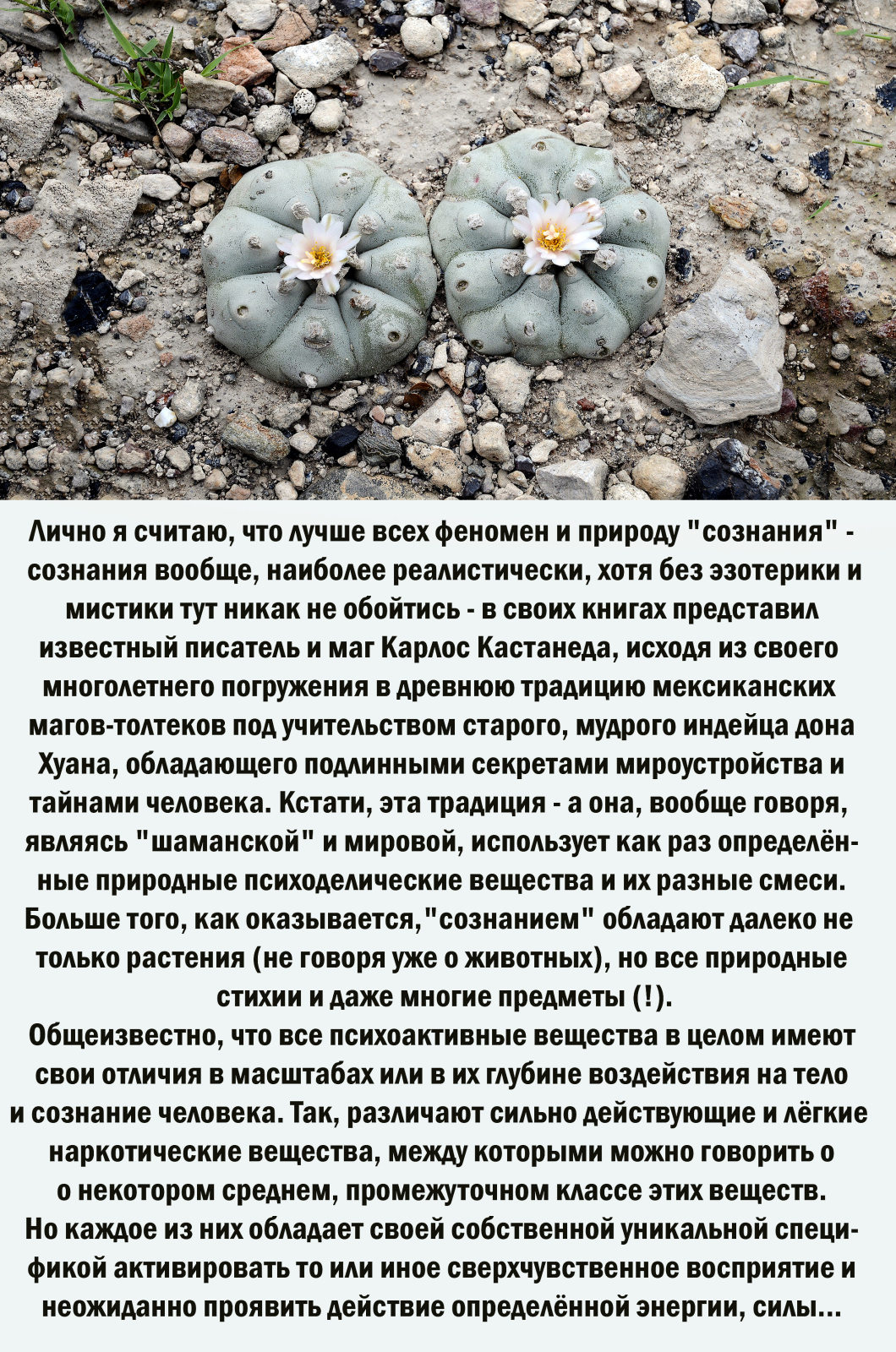 О Мировом открытии известного швейцарского химика Альберта Хофманна. Психоделическая революция состоялась?